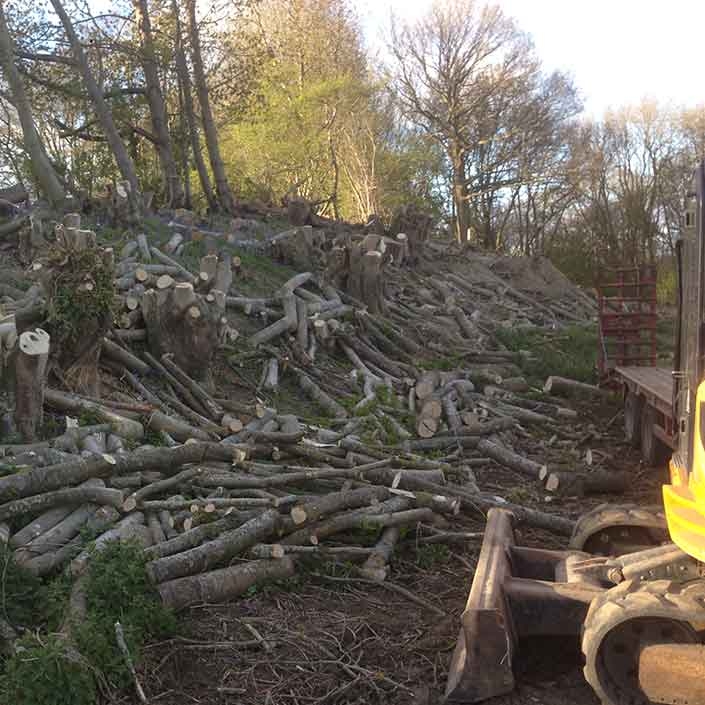 An excavator clearing woodland in Ashford Kent